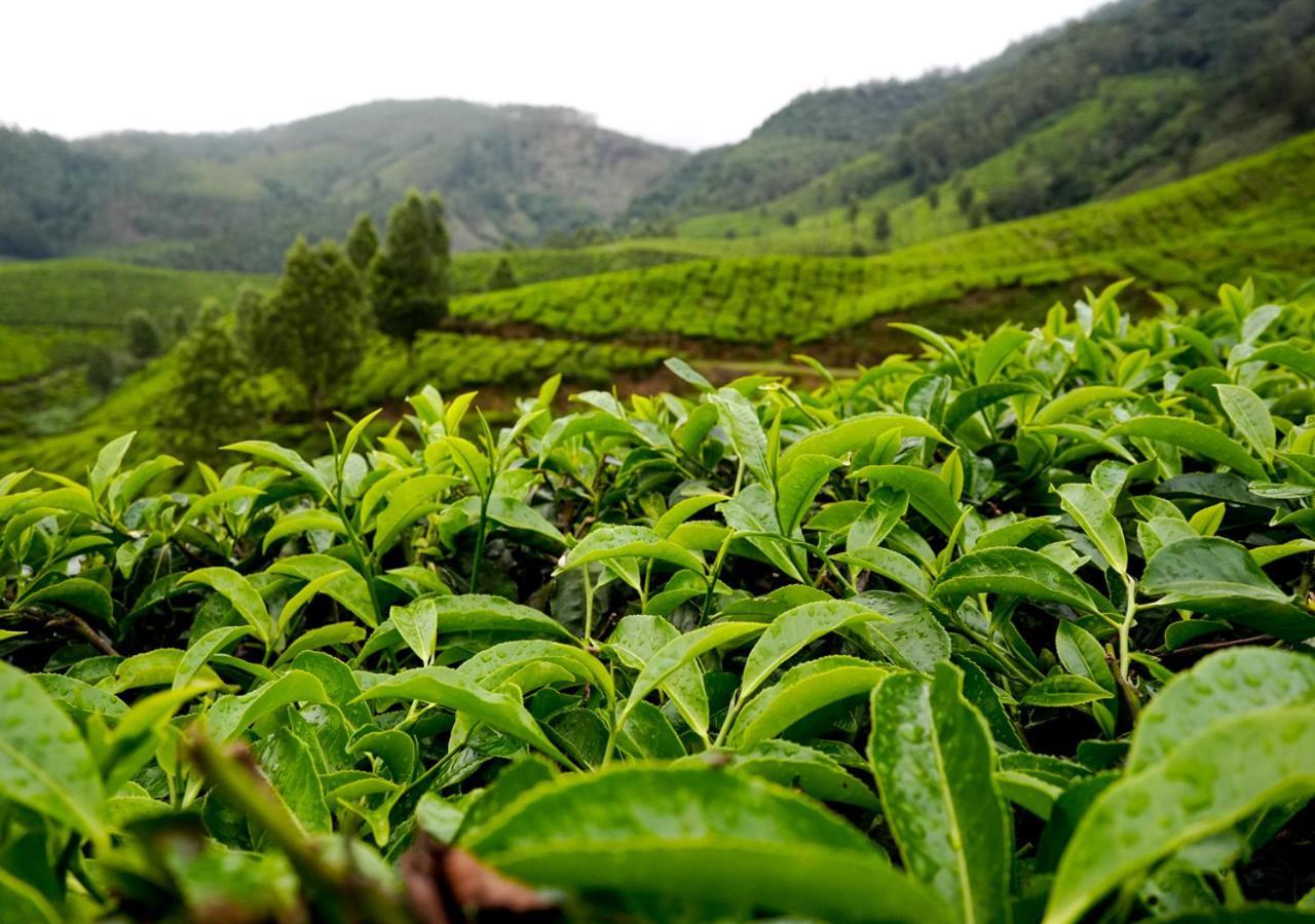 Arivikad Tea Bungalow Munnar By Voye Homes Suryanelli 외부 사진